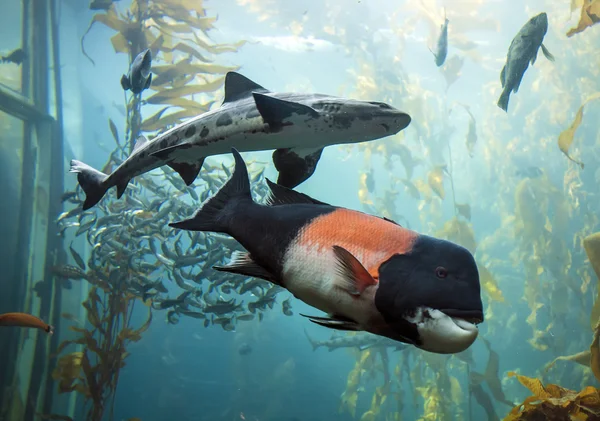 Monterey Bay Akvaryumu balıkların