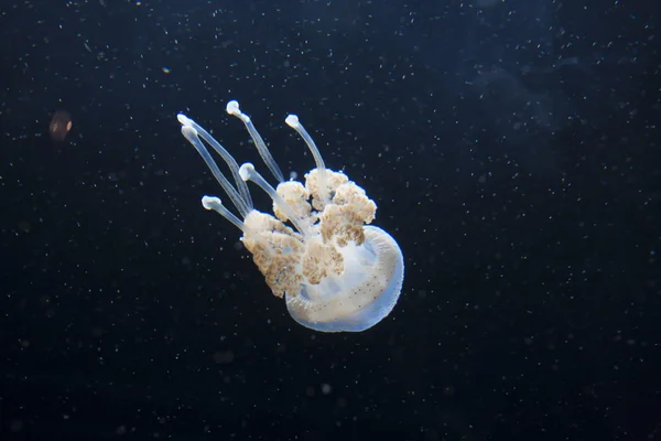Des méduses flamboyantes. Les méduses ou gelées sont les principales non-poly — Photo