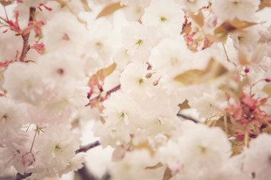 Kiraz ağacı baharda çiçek açan Sakura