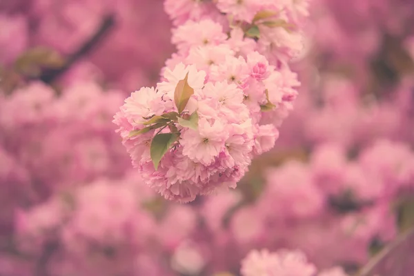 Весной цветет сакура — стоковое фото