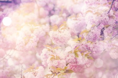 Sakura rüya gibi arka plan bahar