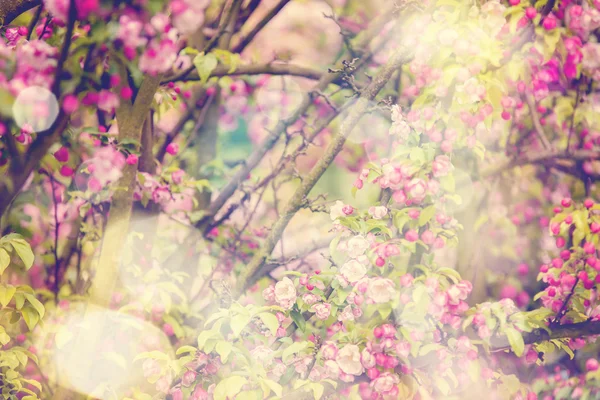 Tavaszi Sakura álmodozó háttér — Stock Fotó