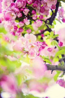 Bahar romantik kabarık kiraz ağacı çiçekleri