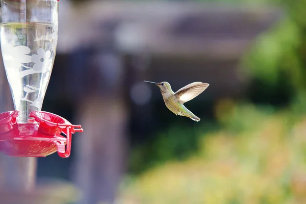 Un colibrí está volando en camino a un alimentador atrapado con alas —  Fotos de Stock