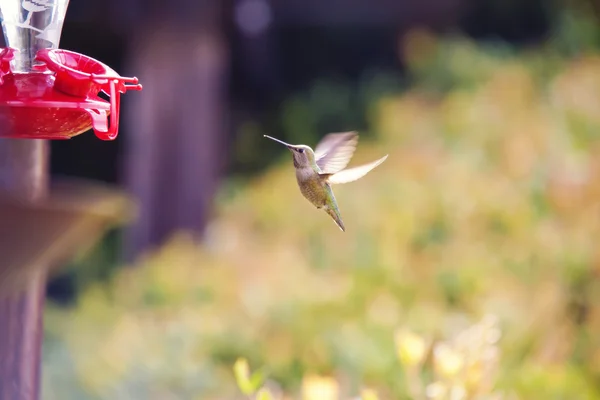 Sinek kuşu uçuş kanatları ile yakalanan bir besleyici için yolda olduğunu — Stok fotoğraf