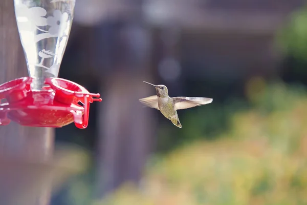 En Kolibri är i luften på väg till en feeder fångas med vingar — Stockfoto