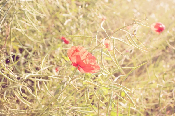 Flores vermelhas de papoula ao pôr do sol. Linda paisagem de verão — Fotografia de Stock