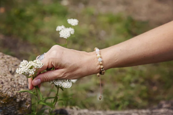 Stone Morganite Armband Vrouwelijke Hand Plukken Een Kruidnagel Plant — Stockfoto