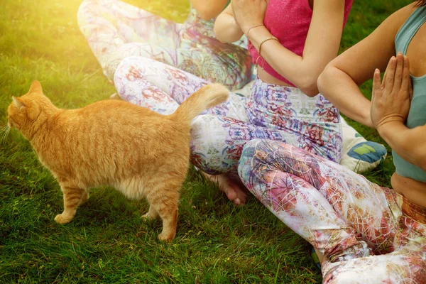 Три Девушки Медитируют Позе Лотоса Траве Рыжей Кошкой — стоковое фото
