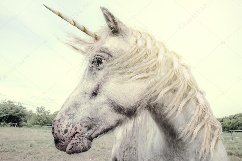 Unicorn — Stock Photo © zoomarket 52716675