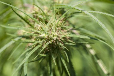 Esrar bitki kristaller