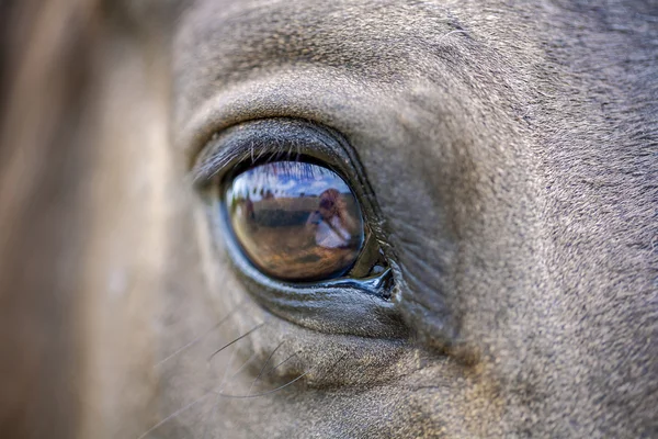 Ojo de caballo —  Fotos de Stock