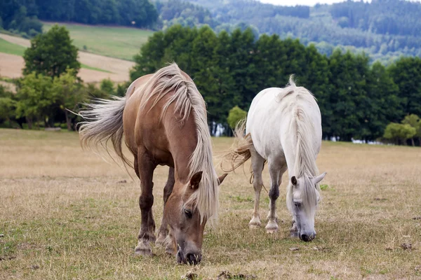 Konie — Zdjęcie stockowe