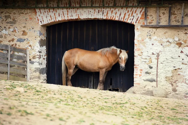 Caballo — Foto de Stock