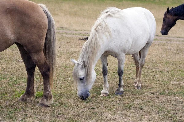 Horses — Stock Photo, Image