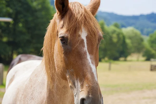 Caballo — Foto de Stock