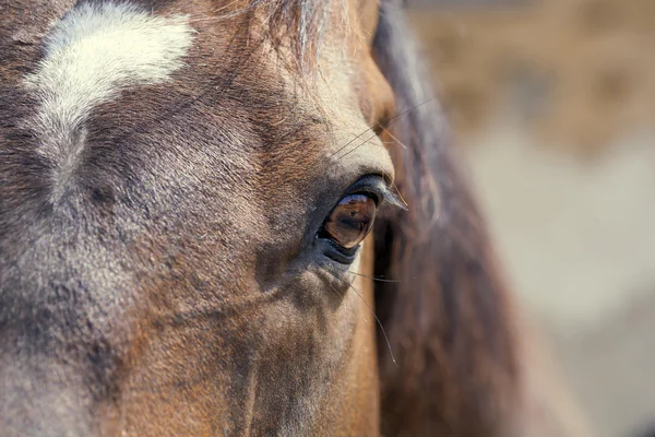 Pferd — Stockfoto