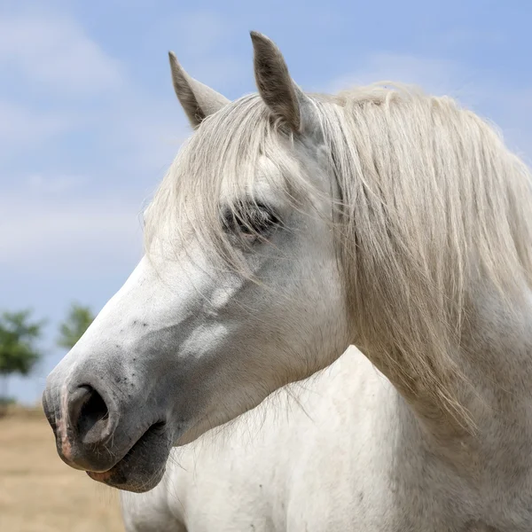 Cavalo — Fotografia de Stock