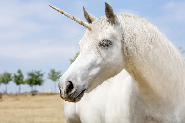 Enhörning — Stockfoto