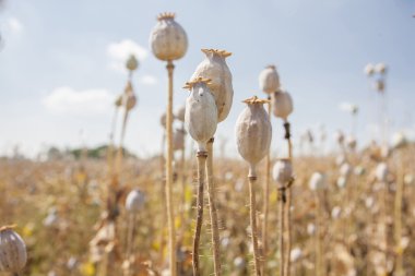Poppyhead