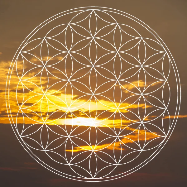 Flower of life — Stock Photo, Image