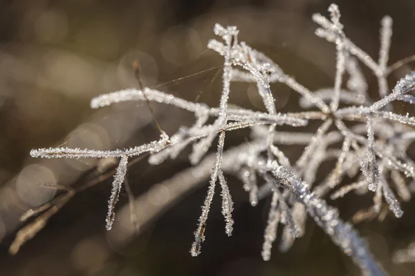 诗意的冬天-冰冻的植物与雪水晶 免版税图库图片