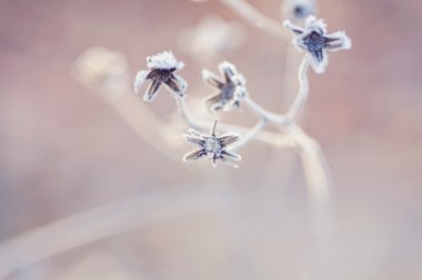 Şiirsel kış - kar kristalleri ile dondurulmuş bitkiler