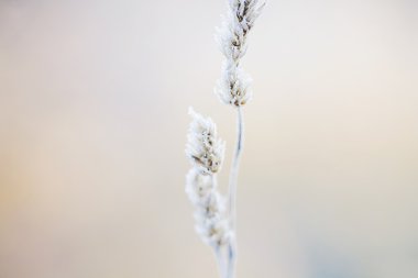 Şiirsel kış - kar kristalleri ile dondurulmuş bitkiler