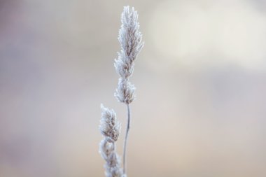 Şiirsel kış - kar kristalleri ile dondurulmuş bitkiler