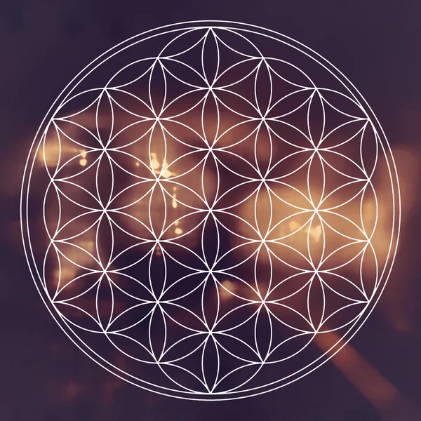 Flower of life — Stock Photo, Image