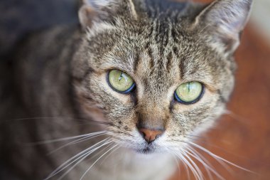Yakın çekim yeşil gözleri ve gri fu ile ortak bir Avrupa kedi