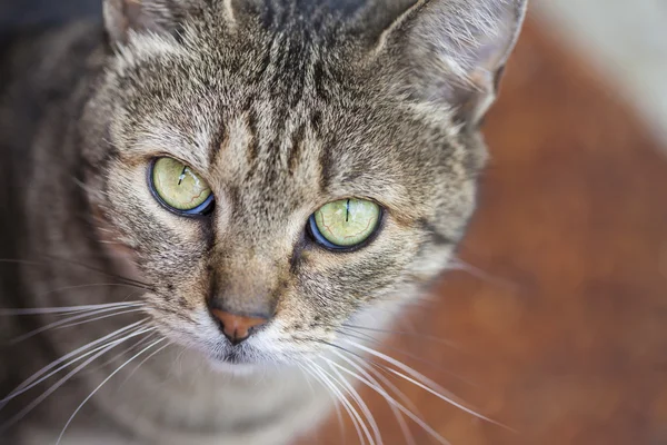 Nahaufnahme einer gemeinen europäischen Katze mit grünen Augen und grauem Fu — Stockfoto
