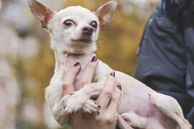 Chihuahua elinde kilitleniyor