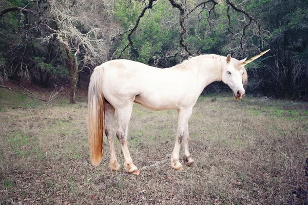 Unicórnio na floresta — Fotografia de Stock