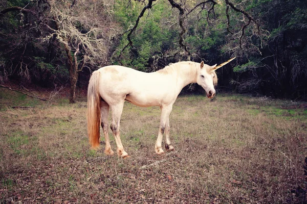 Einhorn im Wald — Stockfoto