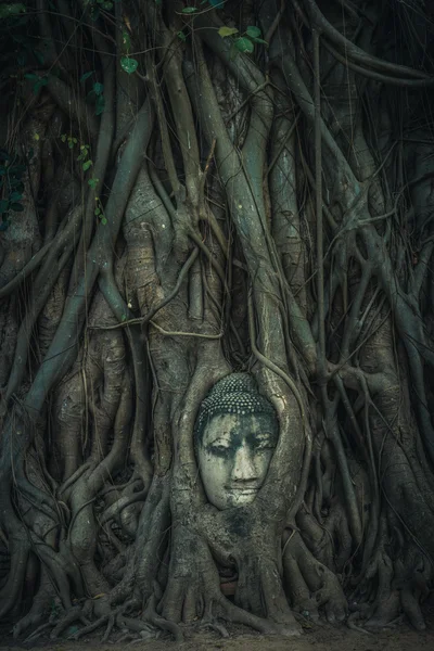 Cabeça de Buda de arenito nas raízes das árvores em Wat Mahathat, Ayutthaya, Tailândia — Fotografia de Stock