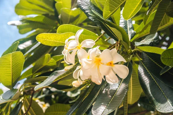 흰색 frangipani 또는 plumeria 나무에 plumeria 꽃의 클로즈업 — 스톡 사진