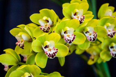 Grand Rapids Michigan 'daki bir çiçek fuarında çiçek açan bir grup orkide.