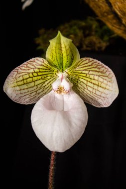 Bir çiçek fuarında izole edilmiş orkide.