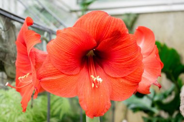 Mevsimlik serada açan büyük kırmızı çiçek.