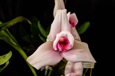 Grand Rapids Michigan 'daki bir çiçek fuarında beyaz bir orkidenin makro çekimi.