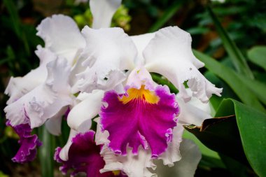 Tropik serada çiçek açan orkide.