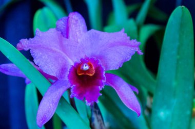 Grand Rapids Michigan 'daki bir çiçek fuarında mor orkide sergileniyor.