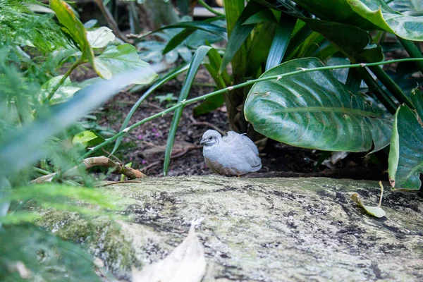 Quail Chick Roaming Tropical Greenhouse Frederik Meijer Gardens — Stock Photo, Image