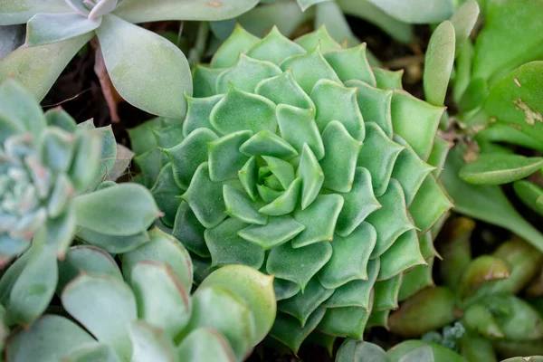 Succulente Floraison Dans Jardin Serre — Photo