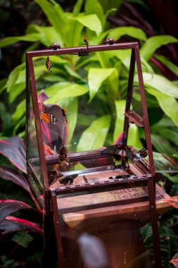 Grand Rapids Michigan 'daki tropikal serada kelebekler salınıyor.