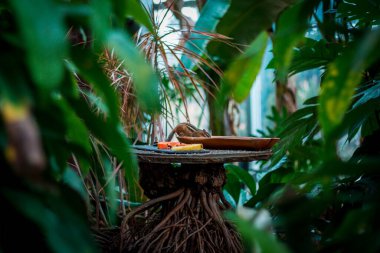 Grand Rapids Michigan 'daki tropikal serada kuş yemi yiyen sincap.