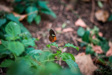 Çalı yaprağına tünemiş turuncu kelebek