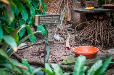 Tropik serada yiyecek arayan bıldırcın yavrusu.