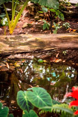 Tropikal serada küçük bir dere